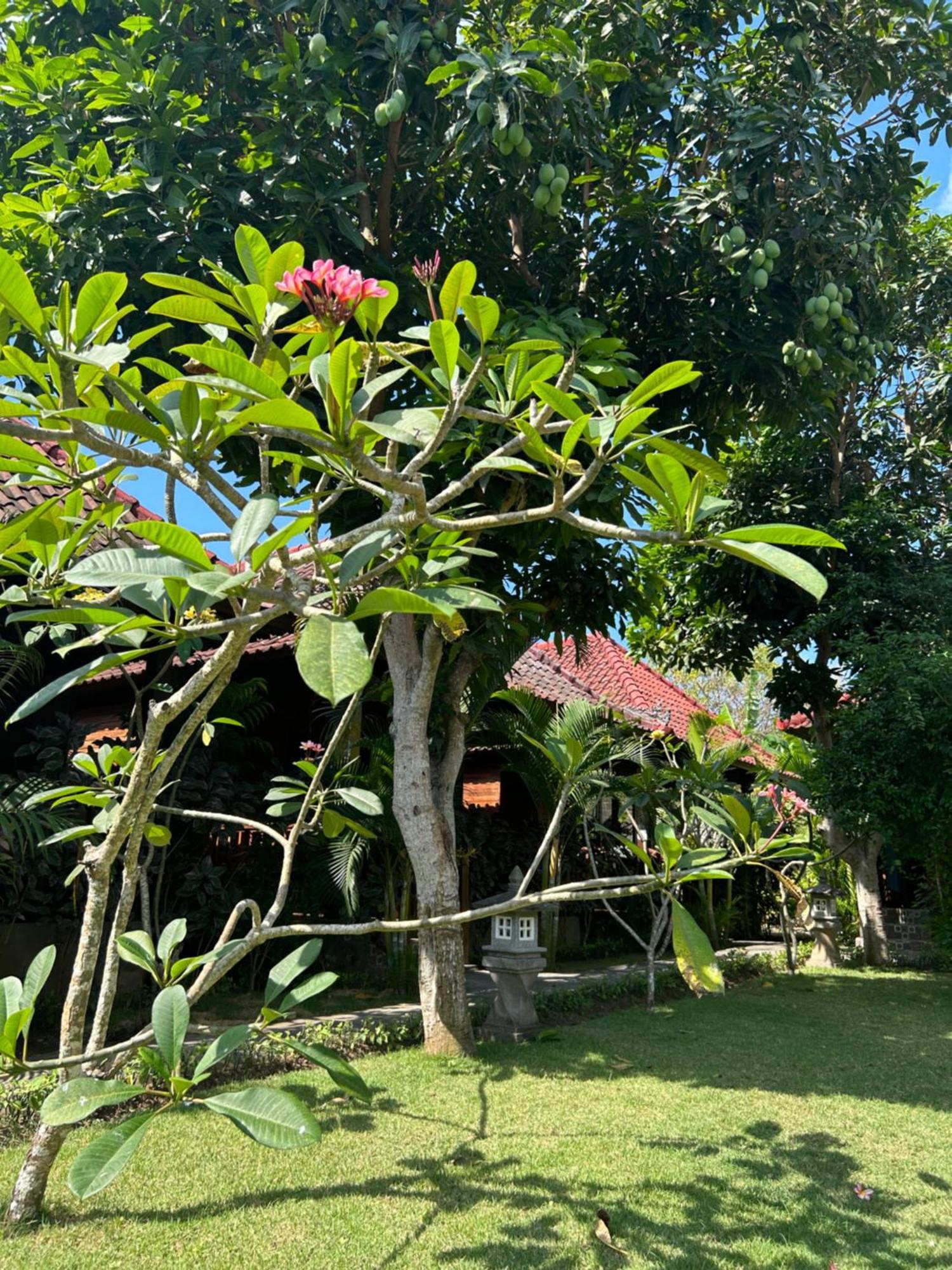 Bed and Breakfast Island Garden Huts Lembongan Exterior foto